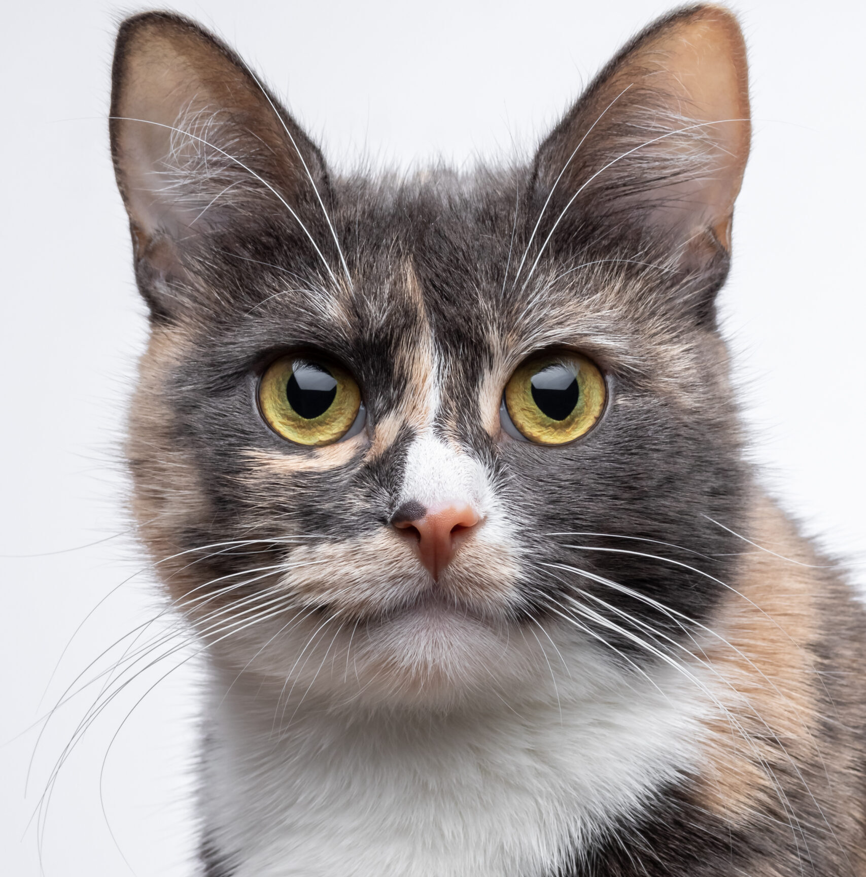 Spotted shorthair kitten looking ahead, symbolizing YMVRSL's streamlined internal feedback and revision tools for clients in Ankara.