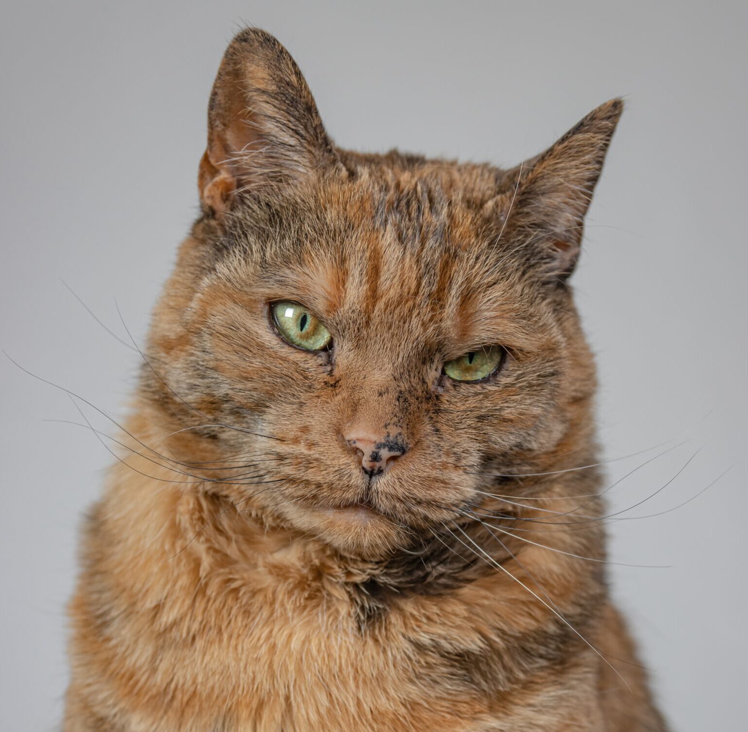 Grumpy cat representing YMVRSL's serious commitment to equality, human rights, and open-source knowledge in Ankara, Turkey.